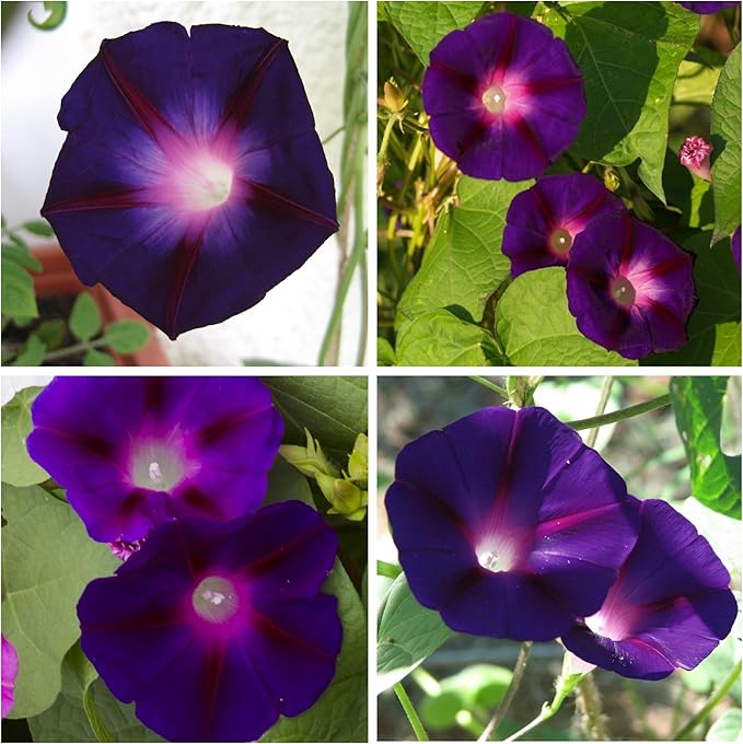 Seed Needs Black Kniolas Morning Glory Seeds for Planting - Heirloom & Open Pollinated Annual Vines - Cover a Fence or Trellis in Deep Purple Almost Black Flowers (2 Packs)