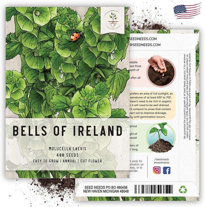 Seed Needs, Bells of Ireland Seeds - 400 Heirloom Seeds for Planting Molucella laevis - Green Bell Shaped Flowers, Perfect as a Cut Flower, Attracts Pollinators (5 Packs)