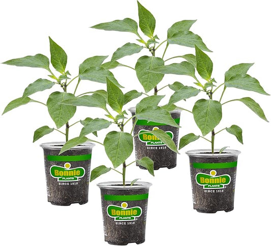 Bonnie Plants Green Bell Pepper Live Vegetable Plants - 4 Pack, Non-GMO, 2 - 3 Ft Plants, 4.5 x 4 Inch Pepper Size