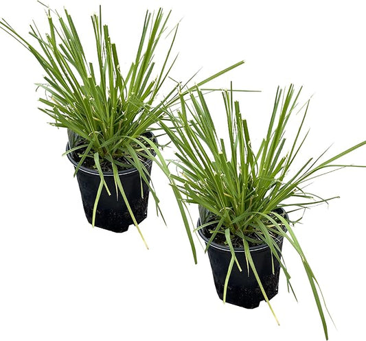 Live Perennial Pampas Grass - Assorted White and Pink (2 Per Pack), Showy Accent Plant, 12" Tall by 6" Wide in 1.5 Quart Pot