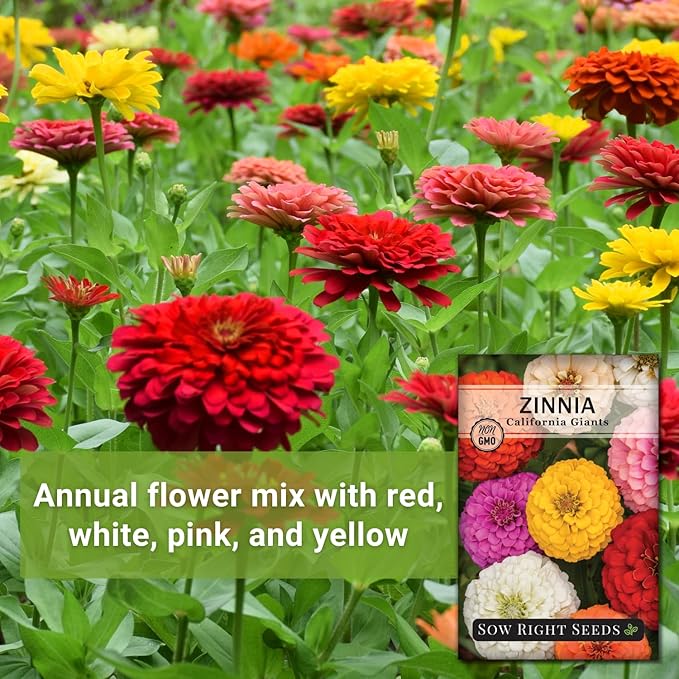 Sow Right Seeds - California Giants Mix Zinnia Seeds for Planting - Non-GMO Heirloom Packet to Grow Your Flower Garden - Attract Bees and Butterflies - Great to Cut and Come Again - Summer Annual (4)