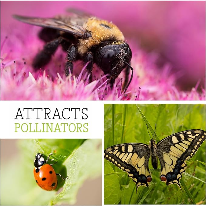 Seed Needs, Red Sun Sunflower Seeds - 120 Heirloom Seeds for Planting Helianthus annuus - Great Cut Flowers, Attracts Butterflies/Pollinators (1 Pack)