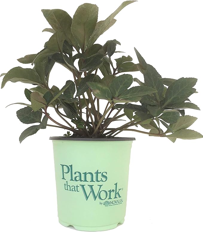 Gold Collection Merlin Lenten Rose - Helleborus Merlin - 19cm