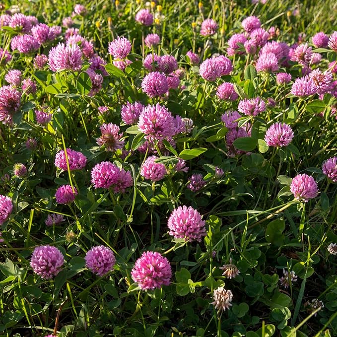 Outsidepride Perennial Red Clover Seeds - 40 lbs. Self-Seeding, Nitrocoated, Inoculated Clover Seeds for Lawn, Yard, Forage, Pasture, Hay, Nitrogen Fixation, Soil Improvement & Crop Rotation Programs