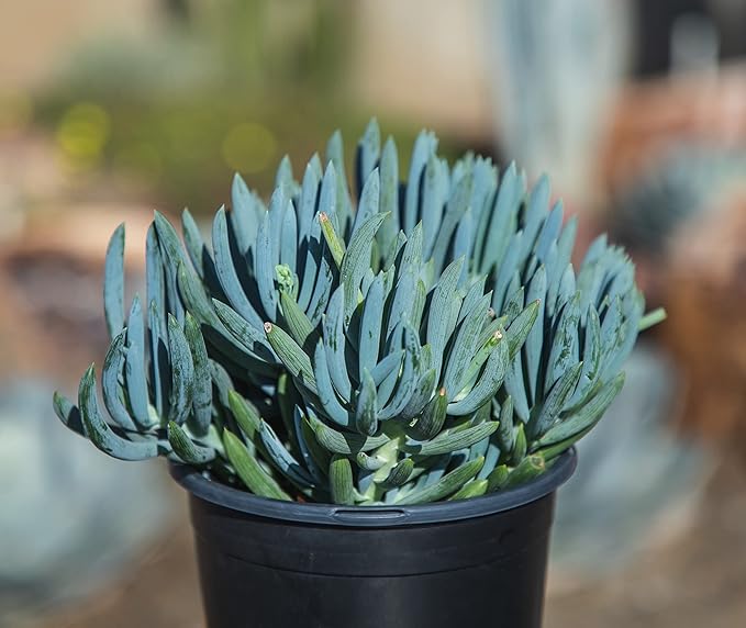 Succulents Plants Live Indoor Plants, Senecio Mandraliscae Live Houseplants, Live Succulents Live Plants Indoor Succulent Plants, Indoor Plant Real Succulents Plants House Plants by Plants for Pets