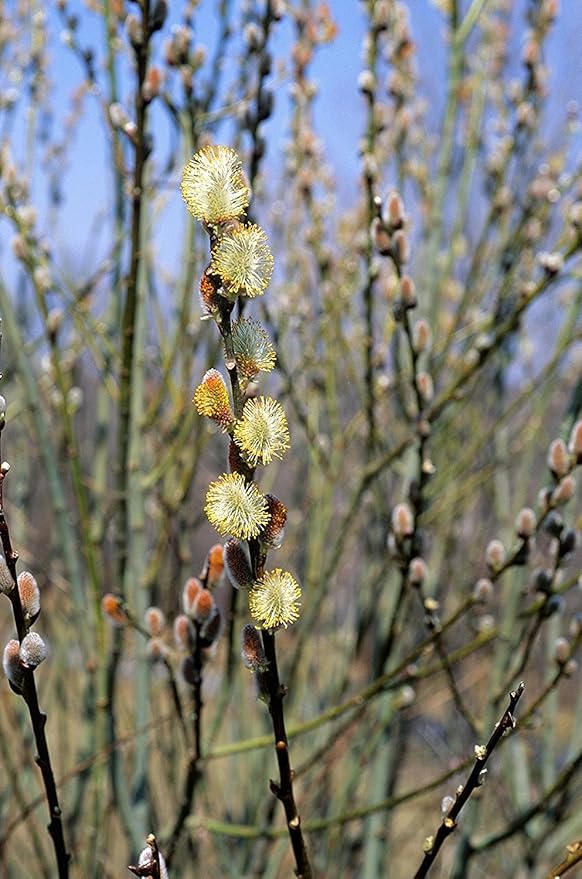 American Beauties Native Plants - Salix Discolor (Pussy Willow) Shrub, #2 - Size Container