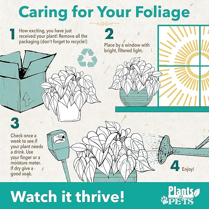 Money Tree Plant Indoor House Plants, Chinese Money Plant Decor, Bonsai Tree Feng Shui Decor, House Plants Indoors Live Plants Indoor Plants Live Houseplants Live Indoor Live Plants by Plants for Pets