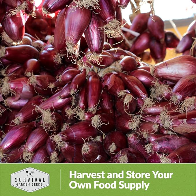 Tropea Rossa Tonda Onion Seeds for Planting - 3 Packets with Instructions to Plant and Grow Italian Long Day Onions in Your Home Vegetable Garden - Non-GMO Heirloom Variety - Survival Garden Seeds
