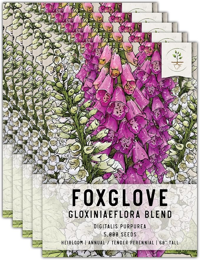 Seed Needs, Mixed Gloxiniaeflora Foxglove Seeds for Planting - Heirloom & Open Pollinated Biennial Flowers - Perfect for Butterfly Gardens & Insectaries (5 Packs)
