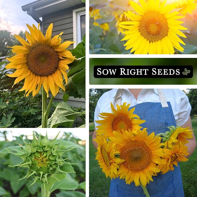 Sow Right Seeds - Sunspot Sunflower Seeds for Planting - Grow Giant Sunflowers in Your Garden - Non-GMO Heirloom Packet Instructions for Growing - Outdoor Sunflower Garden - Bright Yellow Blooms(1)