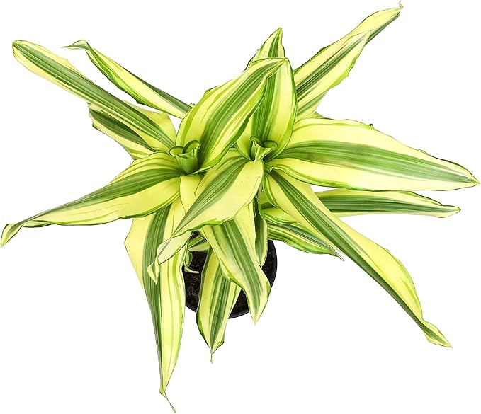 Dracaena Steudneri Moonlight 4 Pack House Plant, 4 Inch Pots for Plants, Dragon Tree Plants for Delivery Prime, Low Light House Plants, Live Plants Indoor Plants Live Houseplants by Plants for Pets