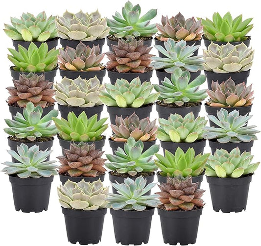 Arcadia Garden Products Live Assorted Mini Succulents in 2 in. Grower Pot, 28-Pack, Green (LV67) ***Cannot Ship to Hawaii***
