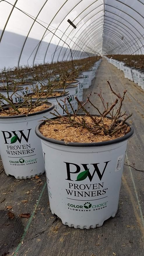 Proven Winners - ROSA `OSO EASY URBAN LEGEND` (Landscape Rose) Rose, cherry red flowers, #2 - Size Container