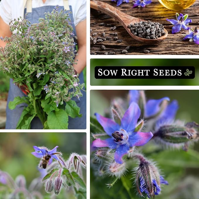 Sow Right Seeds - Borage Seed to Plant - Non-GMO Heirloom Seeds - Full Instructions for Easy Planting and Growing a Kitchen Herb Garden - Indoors or Outdoor - Great Gardening Gift (2)