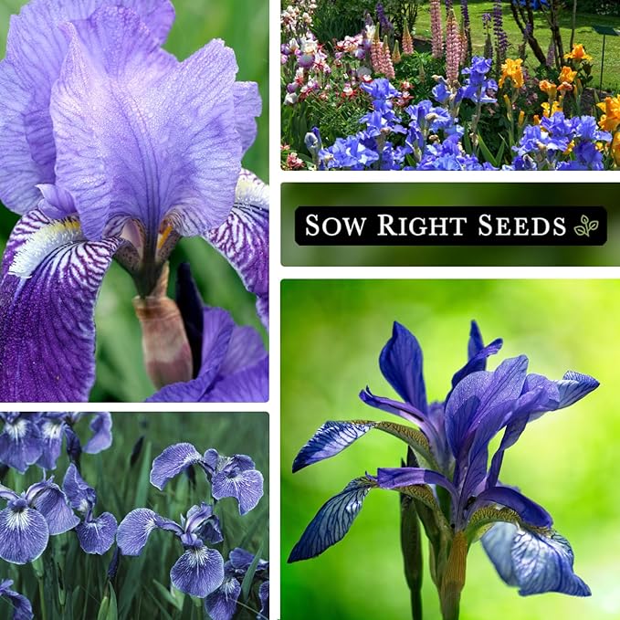 Sow Right Seeds - Wild Blue Iris Flower Seeds for Planting - Florist Favorites - Beautiful Flowers to Plant in Your Garden - Non-GMO Heirloom Seeds - Native Perennial - Wonderful Gardening Gifts (1)