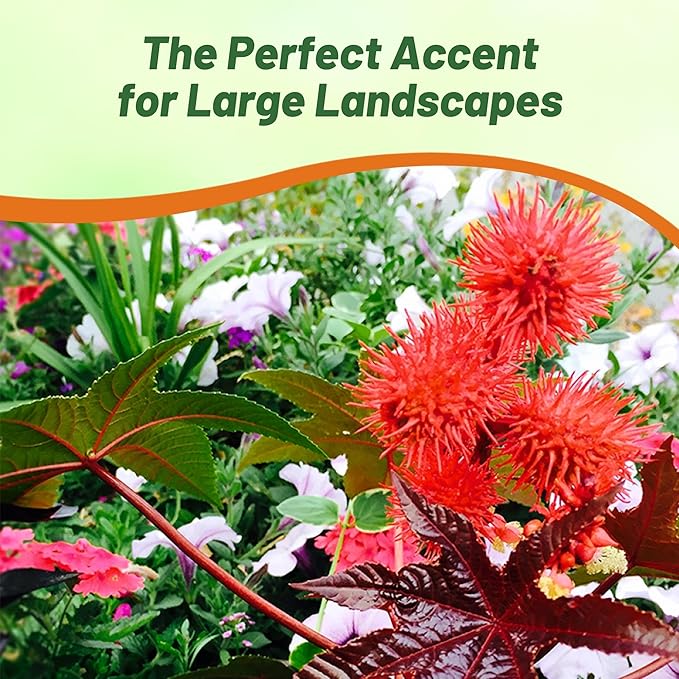 Outsidepride 100 Seeds Annual Ricinus Communis Castor Bean Impala Flower Seeds for Planting