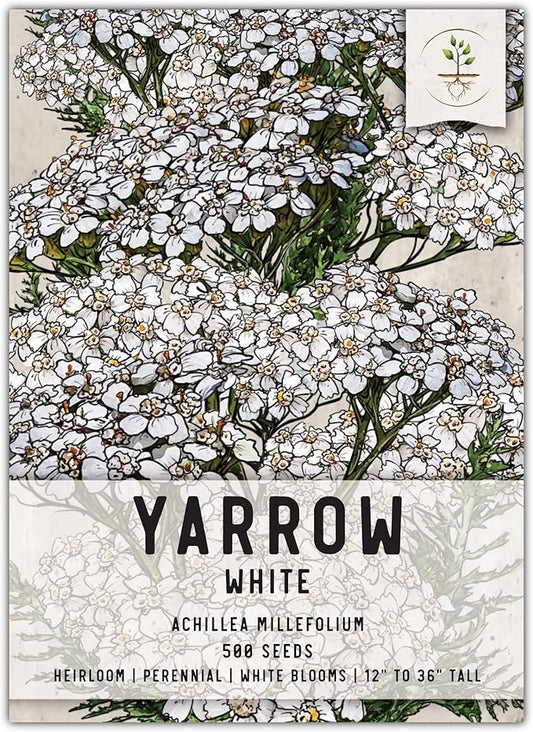 Seed Needs, White Yarrow Seeds - 500 Heirloom Seeds for Planting Achillea millefolium - Perennial Host Plant to Attract Monarch Butterflies & Other Pollinators (1 Pack)