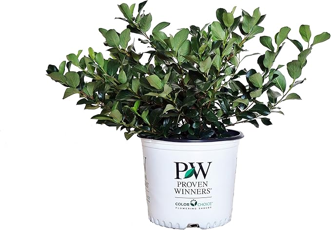 Proven Winners - Aronia Low Scape Mound (Chokeberry) Shrub, white flowers, #3 - Size Container