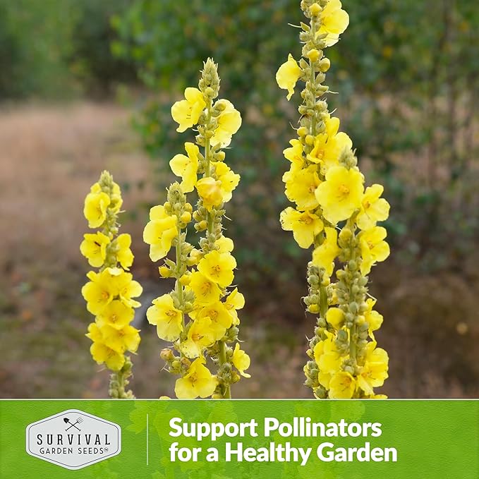 Mullein Seed for Planting - 3 Packets with Instructions to Plant and Grow Medicinal Herb Common Mullein in Your Home Vegetable Garden - Non-GMO Heirloom Variety - Survival Garden Seeds