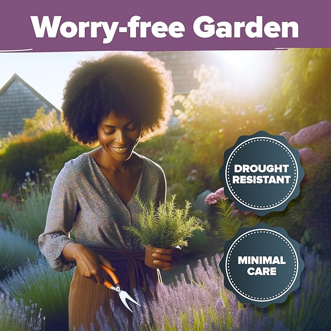 HOME GROWN 𝗨𝗦𝗔 𝗣𝗥𝗘𝗠𝗜𝗨𝗠 English Lavender Seeds 1,500+ 𝗡𝗢𝗡-𝗚𝗠𝗢 Wildflower Seed for Planting Indoor/Outdoor, High Germination, Plant Flower Seeds (Lavandula antustifolia)