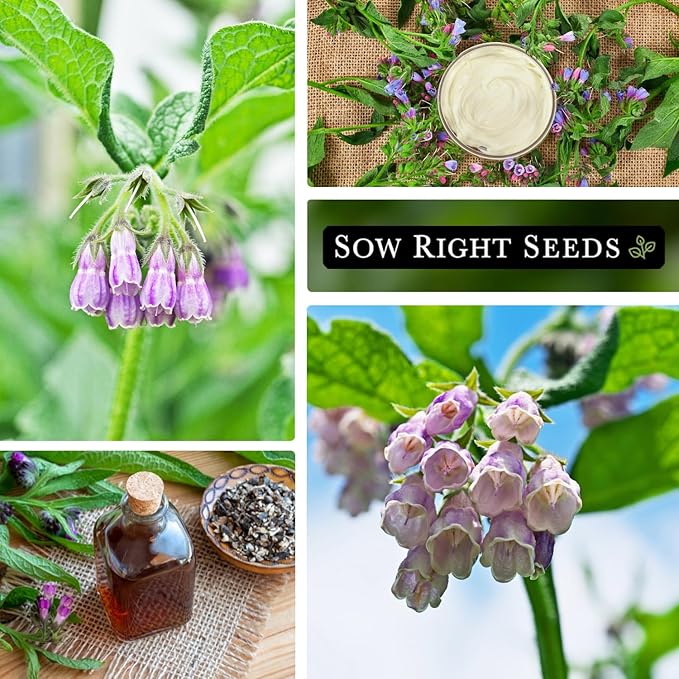 Sow Right Seeds - Comfrey Seeds for Planting - Non-GMO Heirloom Packet with Instructions to Plant an Outdoor or Indoor Herb Garden - Roots & Leaves for Home Remedies - Medicinal Salve, Oil, Tea (2)