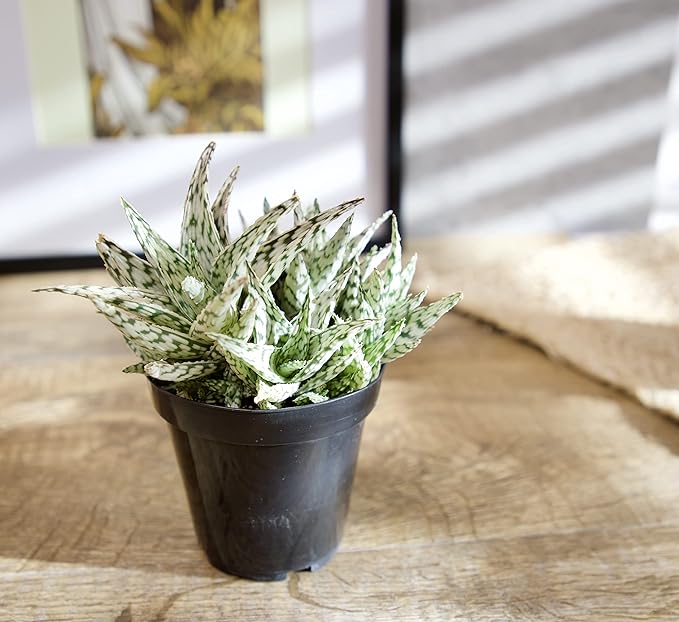 Live Aloe Plant Succulents, Succulents Plants Live in Potting Soil Mix, Potted Succulents Live Plants, Star Aloe Plants Live with Cacti Pots, Cactus Plants Live Succulent Plants by Plants for Pets