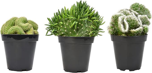 Altman Plants, Crested Live Cactus Plants Live Succulents (3PK), Cactus Plant Live Indoor Plants Live Houseplants, Live Plants Indoor Real Cacti Decor, Indoor House Plants Live Succulents Plants Live