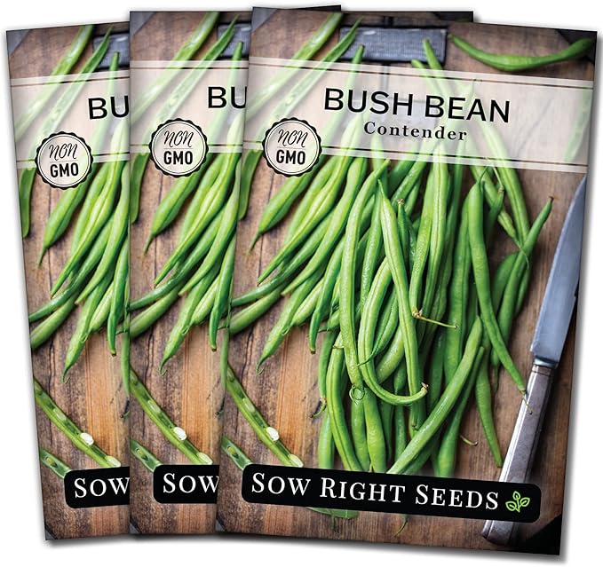 Sow Right Seeds - Contender Bush Green Bean Seeds for Planting - Non-GMO Heirloom Seed Packet - Stringless Variety to Plant an Outdoor Home Vegetable Garden - Abundant Harvest, Great for Kids (3)