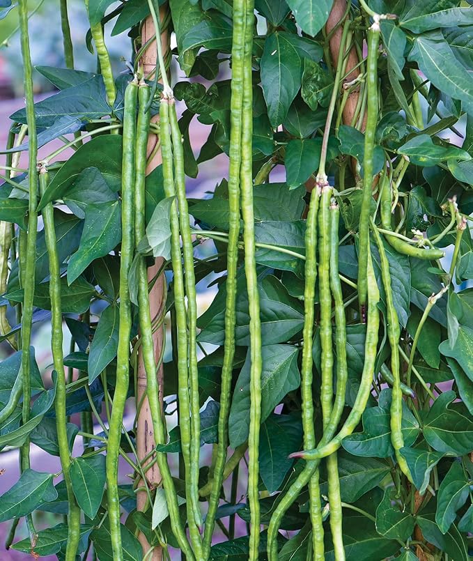 Burpee Yardlong Asparagus Pole Bean Seeds 1 ounces of seed