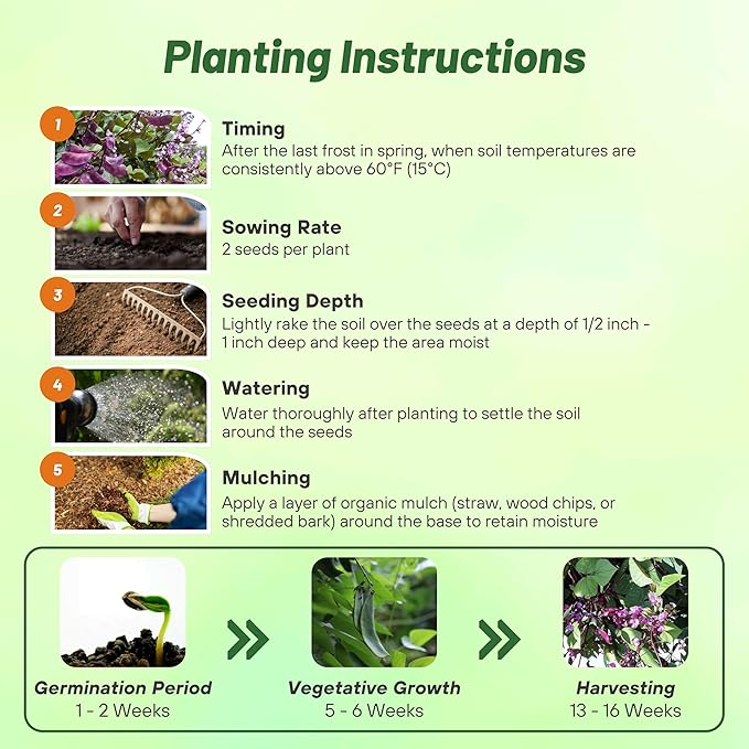 Outsidepride 100 Seeds Perennial Red Dolichos Lablab Hyacinth Bean Vine & Flower Seed for Planting