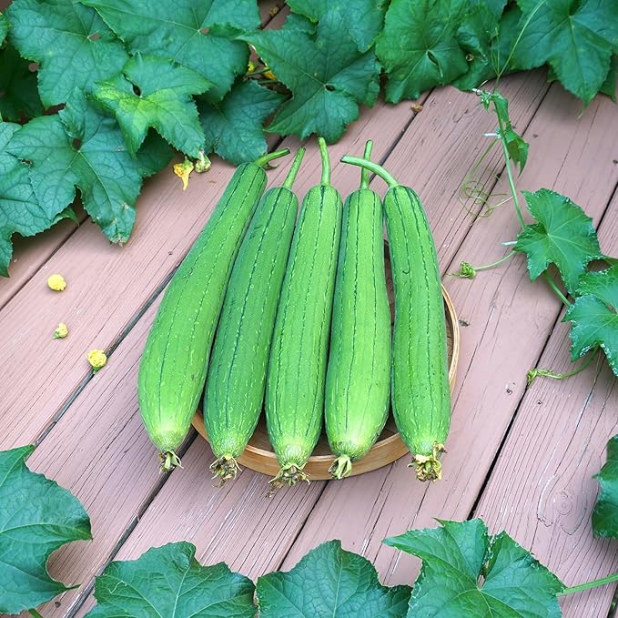 Luffa Seeds, Heirloom Loofah Seeds Packet for Planting Outdoor, Non-GMO Vegetable Seeds Garden Kit, Growing Supply for Bath Sponge for Fresh Veggie Food, Easy to Storage