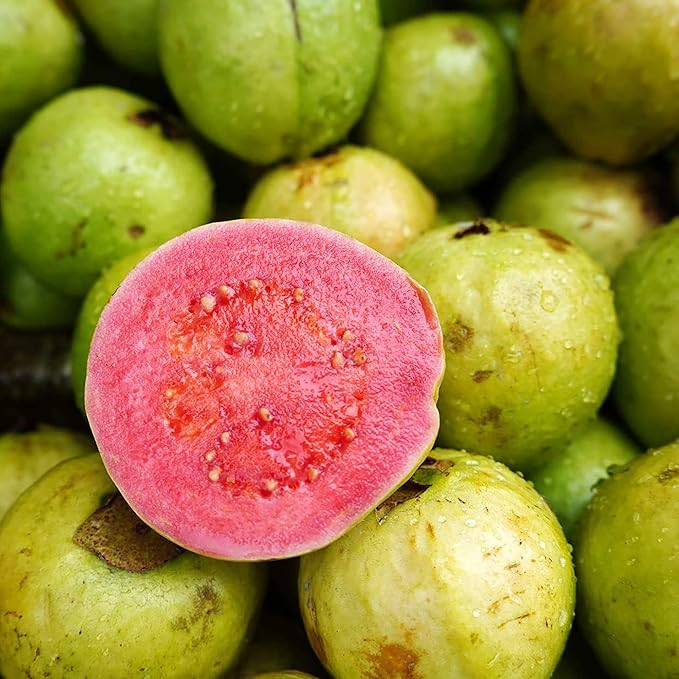 YEGAOL Garden 50Pcs Guava Seeds Red Psidium Guajava Seeds Perennial Sweet Fragrant Tropical Fruit Seeds Non-GMO Backyard Plant