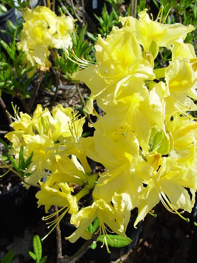 Azalea 'Lemon Lights' (Exbury hybrid) Shrub, yellow flowers, #2 - Size Container