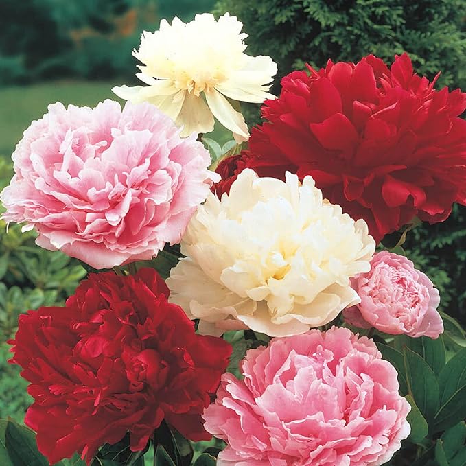 CHUXAY GARDEN Mix Peony Flower Seed 50 Seeds Pink Red White Beauty Flowers Perennial Flowering Plant Native Wildflower Beautiful Potted Plants