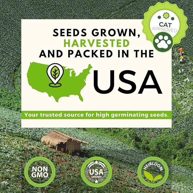 HOME GROWN Cat Grass Seeds - Grow Cat Grass for Indoor Cats - Cat Grass Seeds Bulk - Refill Cat Growing Grass Kit - Heirloom Cat Grass Seed (Cat Grass - 3pack)