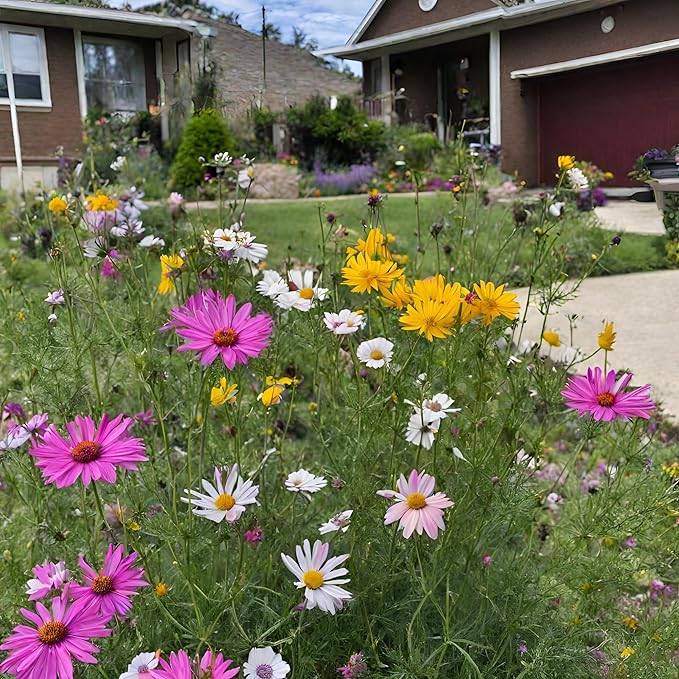 Illinois Wildflower Seed Mix, Covers 325 Sq Ft, 16 Flower Varieties, Over 40,000 Seeds, Created By Nature