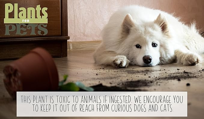 Peace Lily in 6 Inch Plant Pot for Plants, Easy Peace Lily Plant Indoor Live House Plants Live Plants Indoor, Low Light Plants Live Houseplants Live Indoor Plants Live Houseplants by Plants for Pets