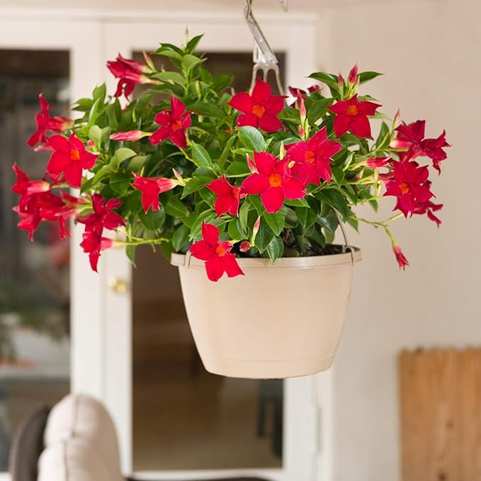 Costa Farms Premium Flowering Mandevilla Hanging Basket Live Outdoor Plant, 20-Inches Tall, Grower Choice Flowers, 1.5-GAL, 2-Pack