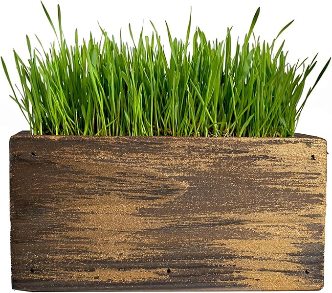 Ornamental Indoor Planter with Pet/Cat Grass Growing kit, Handcrafted in The USA from Red Cedar (Golden Aged)