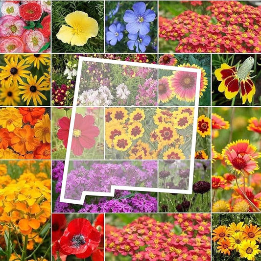 Eden Brothers New Mexico Wildflower Mixed Seeds for Planting, 1/4 lb, 120,000+ Seeds with Yarrow, Coreopsis | Attracts Pollinators, Plant in Spring or Fall, Zones