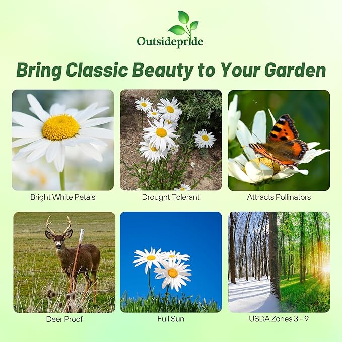 Outsidepride Shasta Daisy Chrysanthemum Seeds - 1 Lb. Perennial Deer Proof, Drought Tolerant, Wildflower Seeds for Pollinator Gardens, Cut Flowers & Water-Efficient, Low Maintenance Landscaping