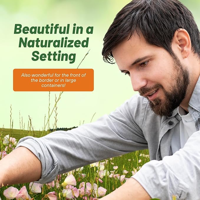 Outsidepride 1/2 lb. Perennial Oenothera Speciosa Showy Evening Primrose Wild Flower Seeds for Planting