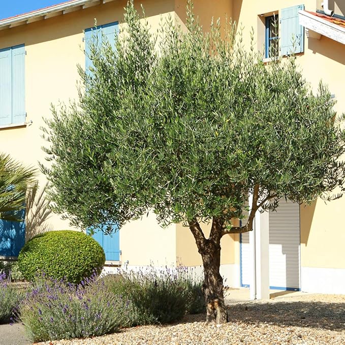 PERFECT PLANTS Arbequina Olive Live Plant, 4-5ft, Includes Care Guide