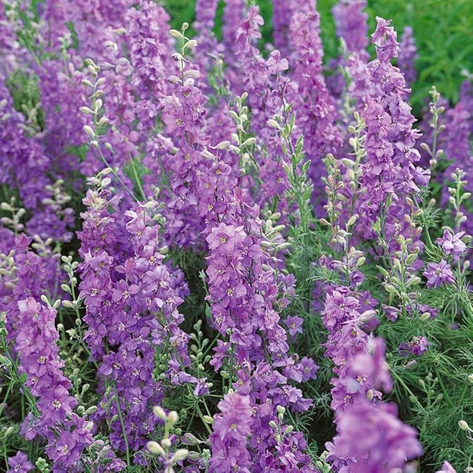 Outsidepride 1000 Seeds Delphinium Lilac Larkspur Flower Seeds for Planting