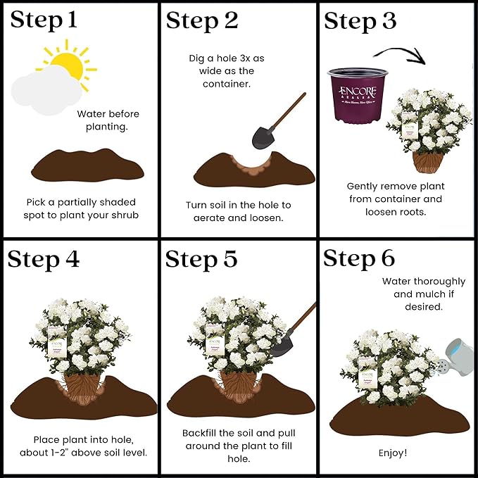 2 Gal. Autumn Angel Shrub