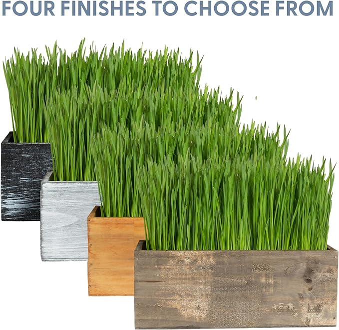 The Cat Ladies Cat Grass Kit Complete with Rustic Wood Planter, Organic Seed and Soil. Easy to Grow - Great for Indoor or Outdoor Cat, Dogs and Other Pets. Prevent Hairballs and Aid Digestion…
