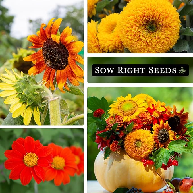 Sow Right Seeds - Bulk Mixed Sunflower Seeds for Planting - 2 Ounce, 1700 Seeds - Non-GMO Heirloom Jumbo Pack with Instructions - Great Wedding/Party Favor - Grow Loads of Bright and Giant Sunflowers
