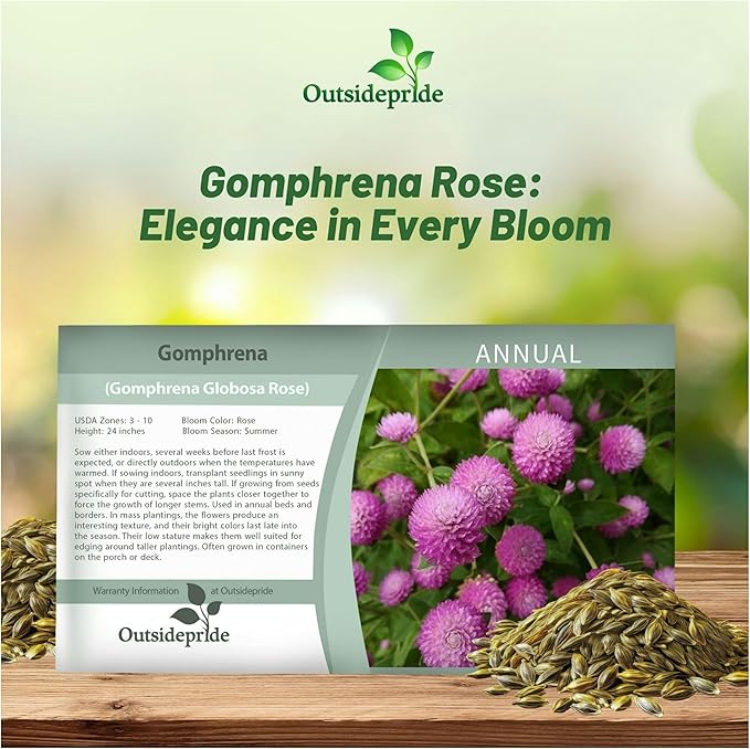 Outsidepride 2000 Seeds Annual Rose Gomphrena Globosa Flower Seed for Planting