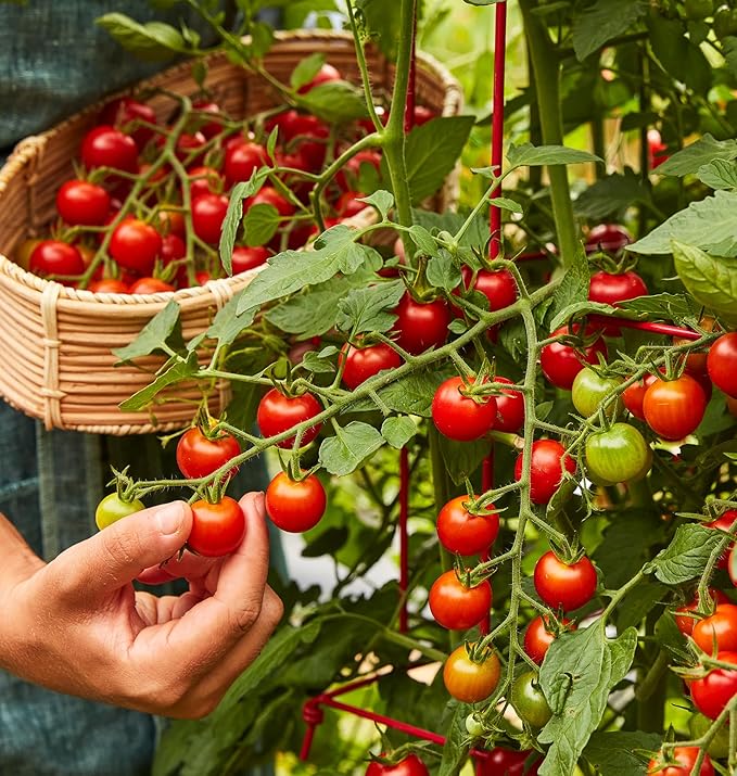 Burpee 'Super Sweet 100' Hybrid, Cherry Tomato, 50 Non-GMO Seeds