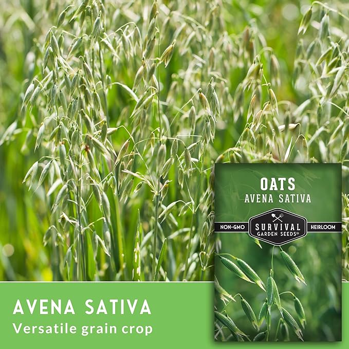 Survival Garden Seeds - Oat Seed for Planting - 2 Packs with Instructions to Plant & Grow Avena Sativa in Your Home Vegetable or Herb Garden - Medicinal Herb & Cover Crop - Non-GMO Heirloom Variety